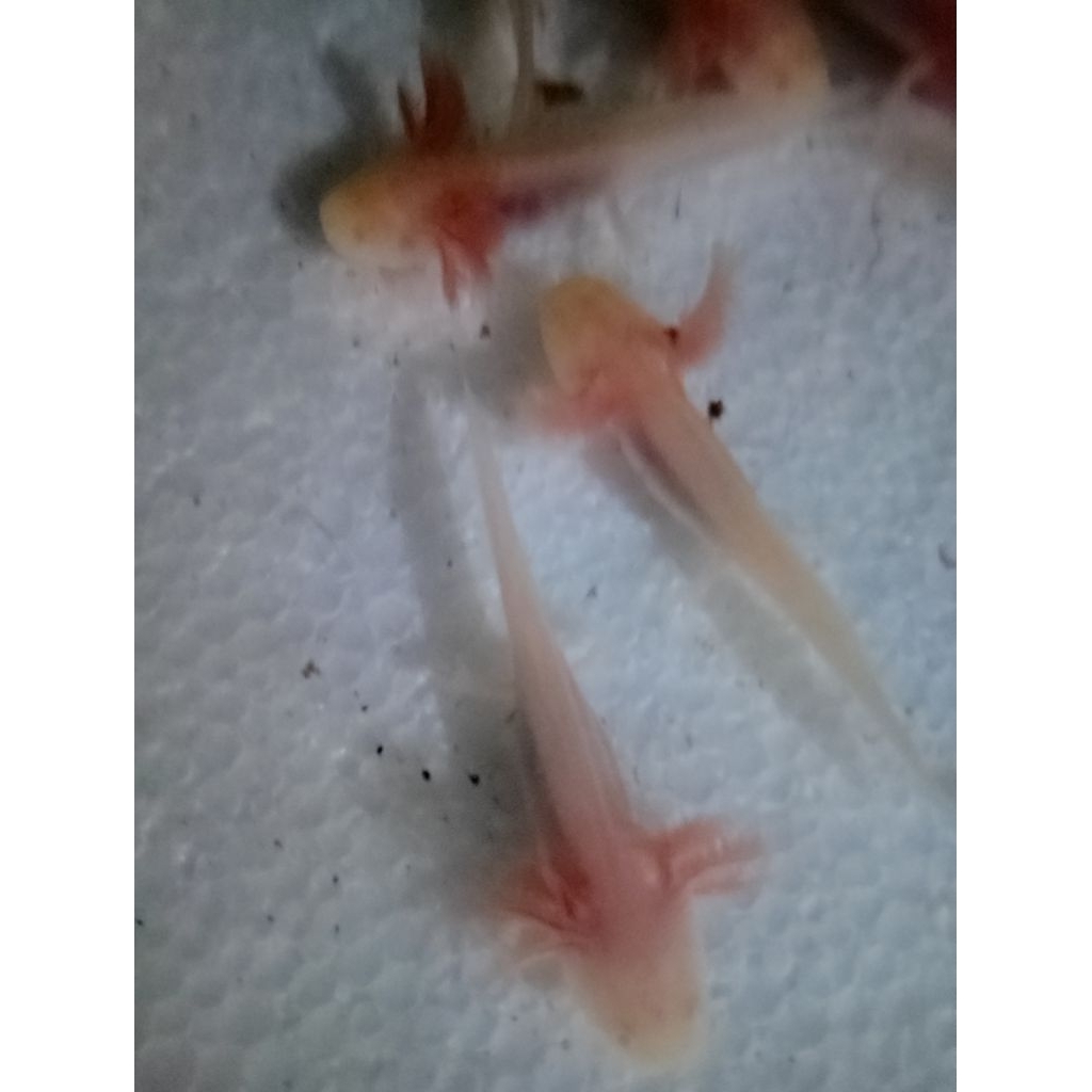 albino axolotl