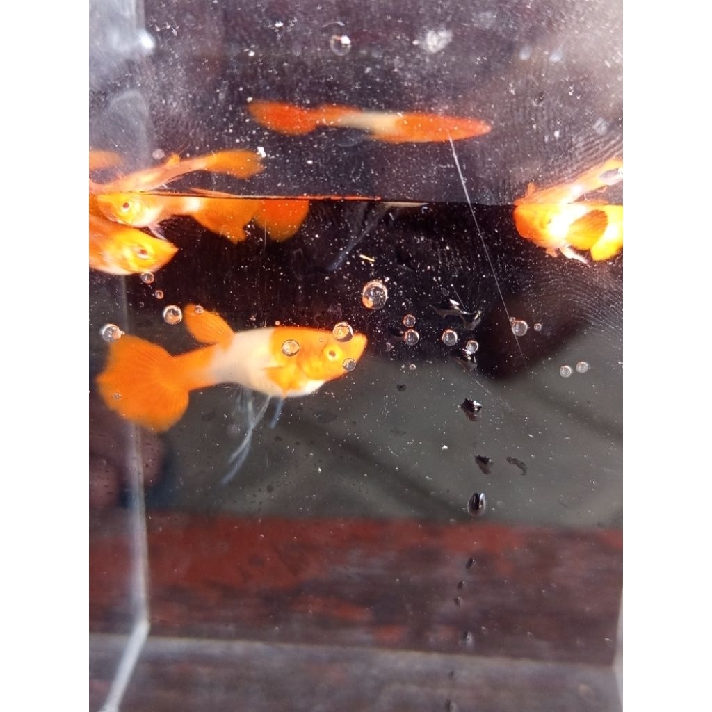 Albino koi red ear ribbon remaja (juvenile)