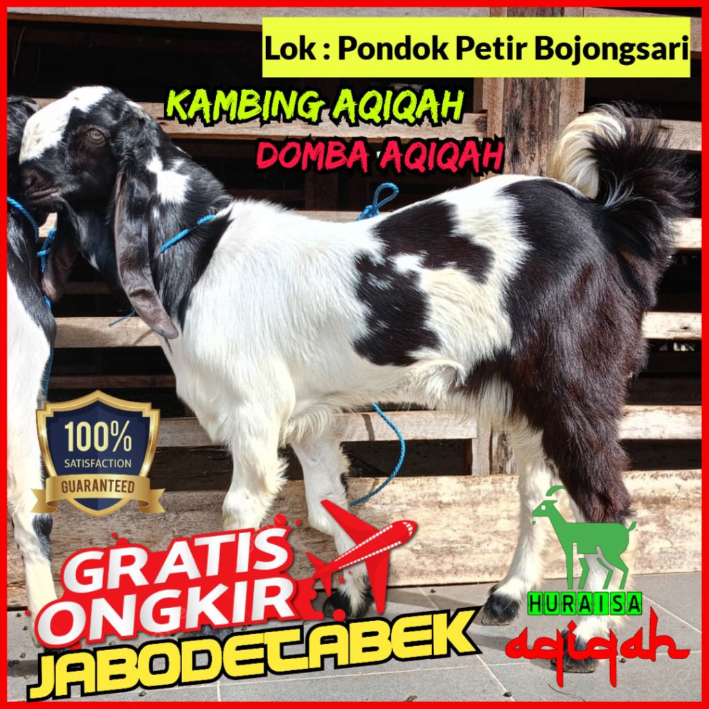 [Jantan] Kambing Aqiqah / Domba Aqiqah / Kambing Jantan Hidup / Domba Jantan Hidup / Kambing Jawa / 