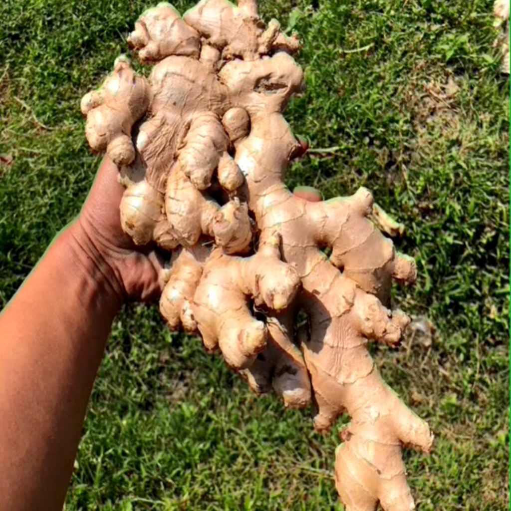 Jahe gajah super segar 1kg jahe gajah jumbo super jahe putih berkualitas