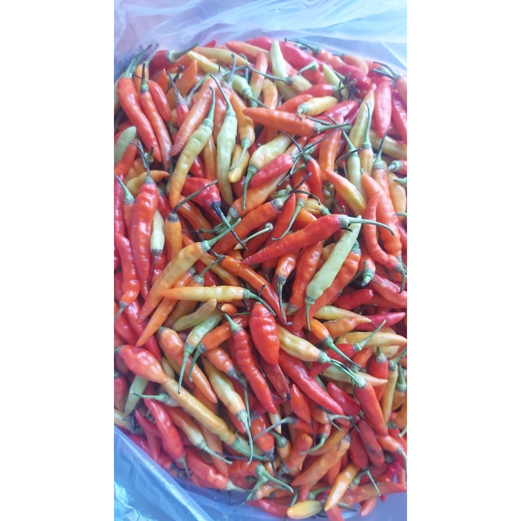 lombok rawit kecil
