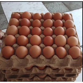 Telur Ayam Negeri 1kg