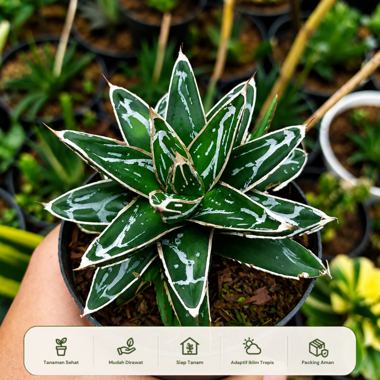 Tanaman AGAVE  Victoriae Reginae