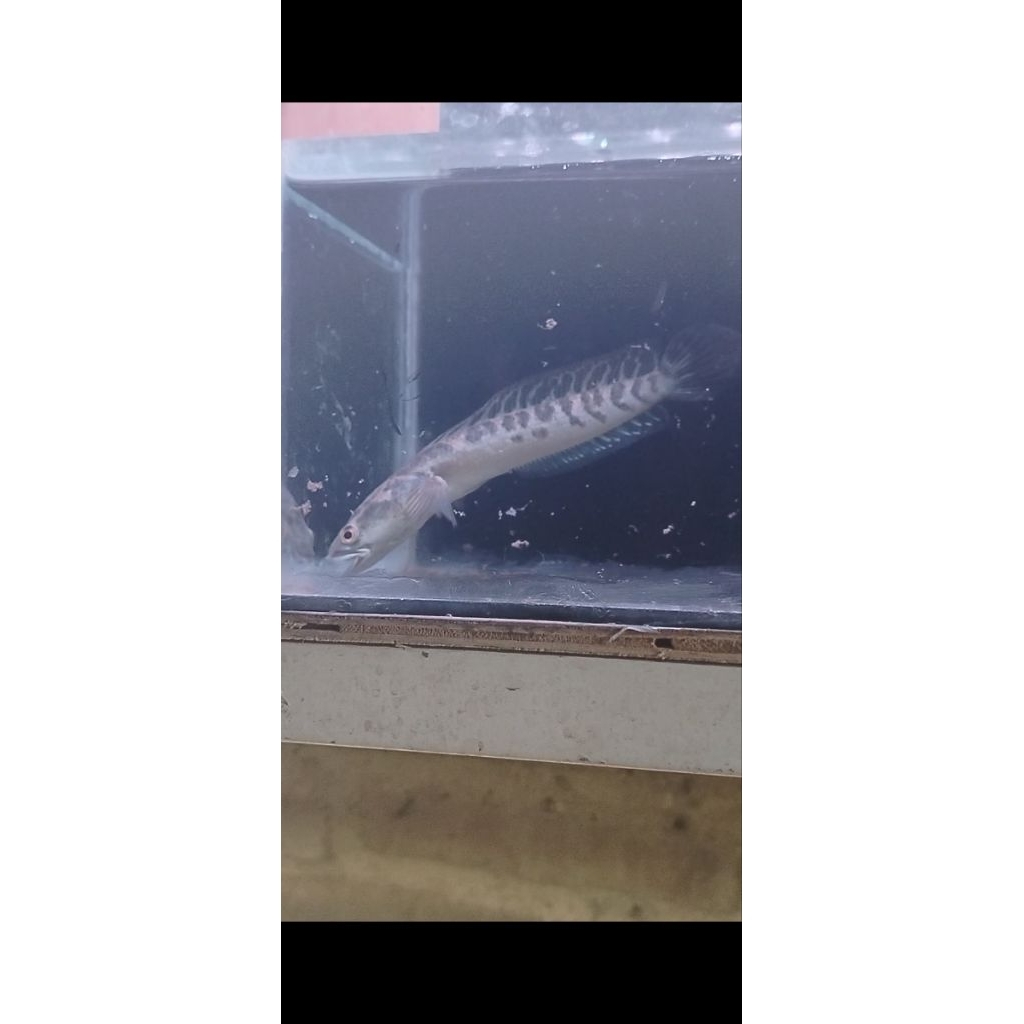 Ys gacorr size 14-15cm simet bar tebal
