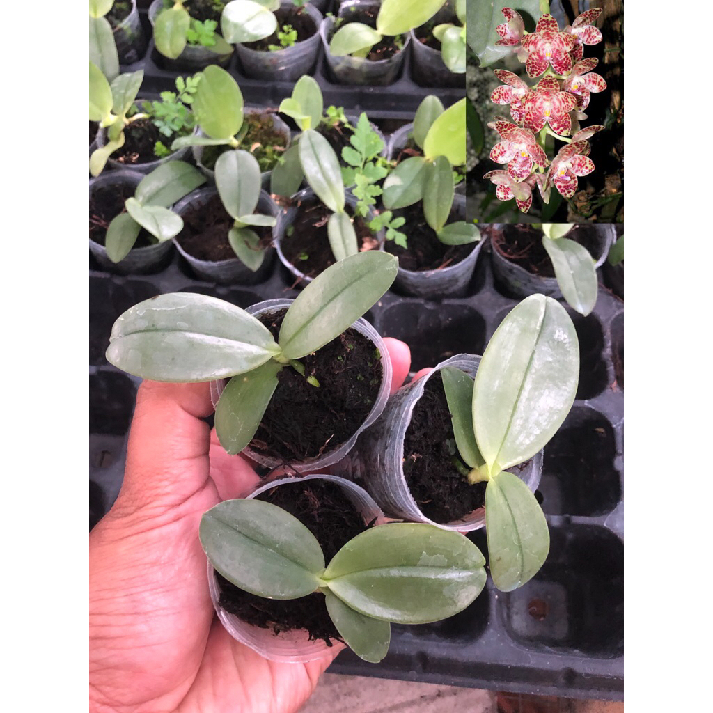 Seedling Phalaenopsis Gigantea