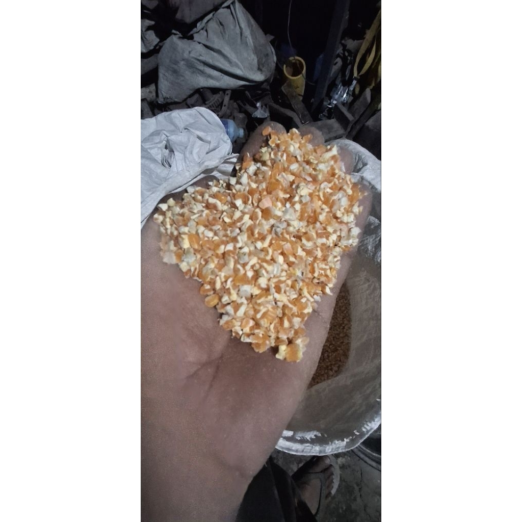 jagung pecah
