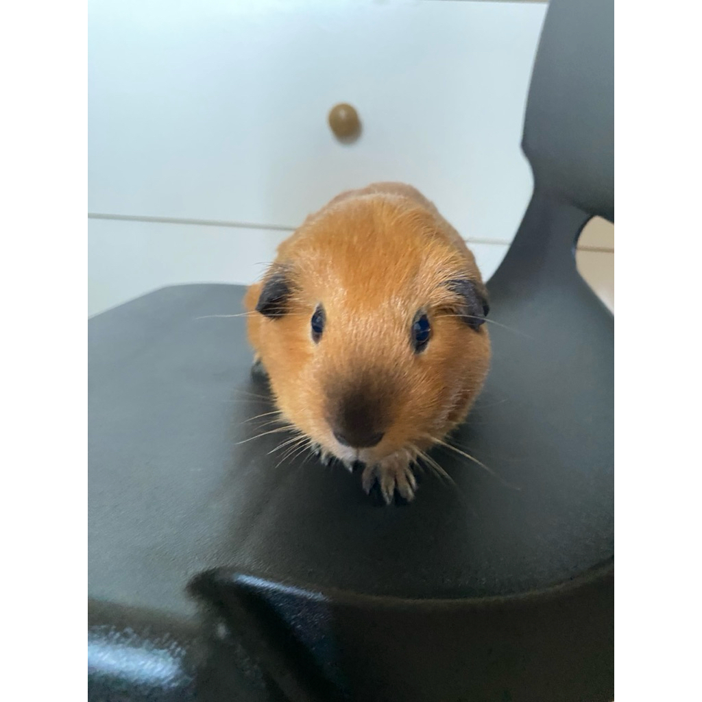 Marmut Guinea Pig California (Marmut hias Lampung Nuwo Marmut)