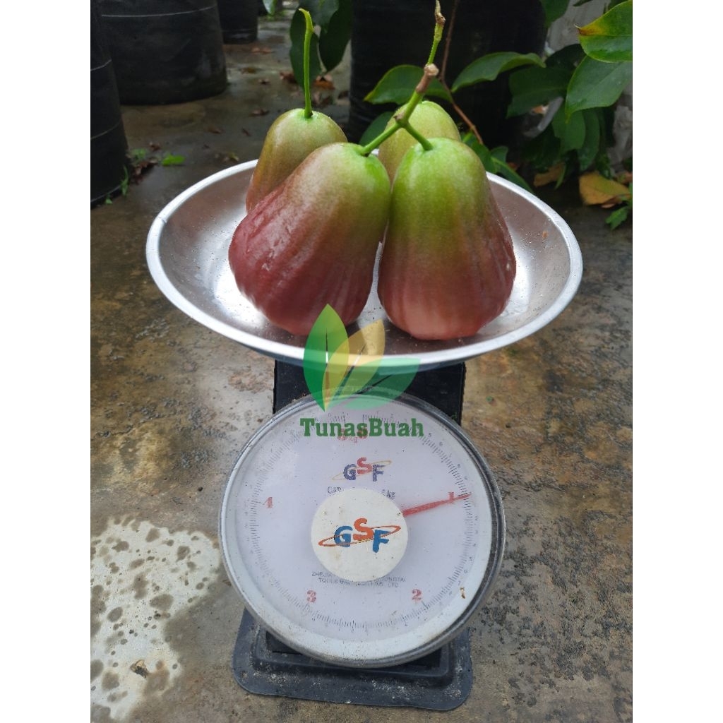 Bibit Jambu Air King Rose Apple spek medium berbunga