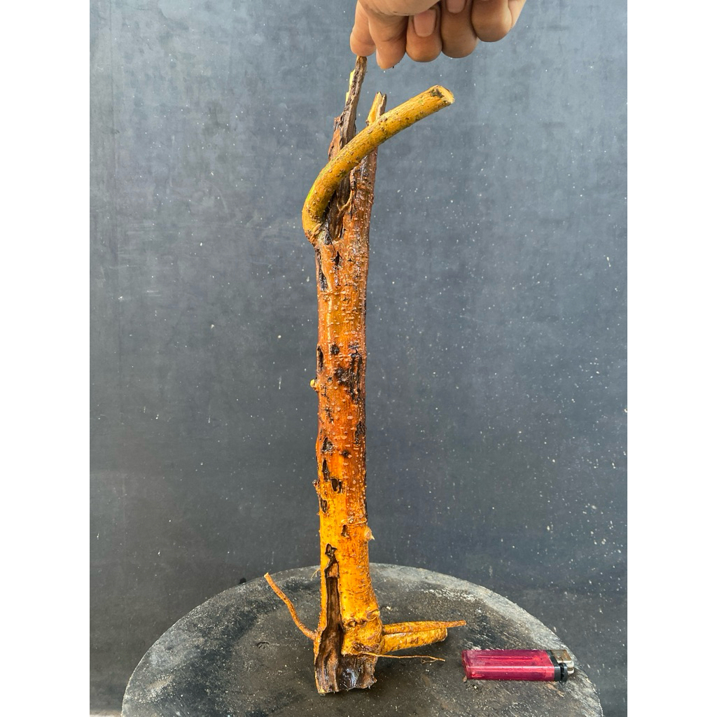 Dongkelan bahan bonsai Murbei