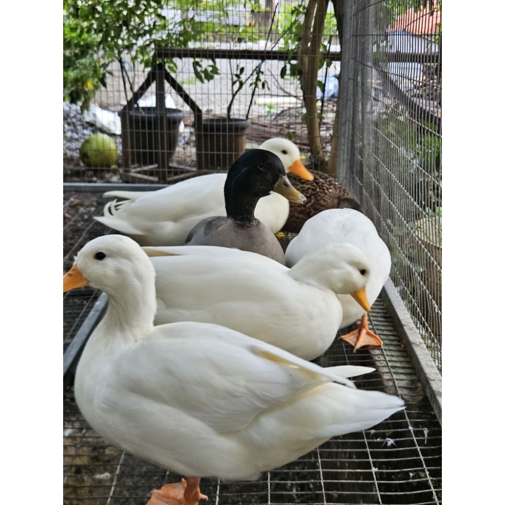 bebek call duck bebek Hias callduck bebek mini usia dewasa 7 bulan Harga sepasang