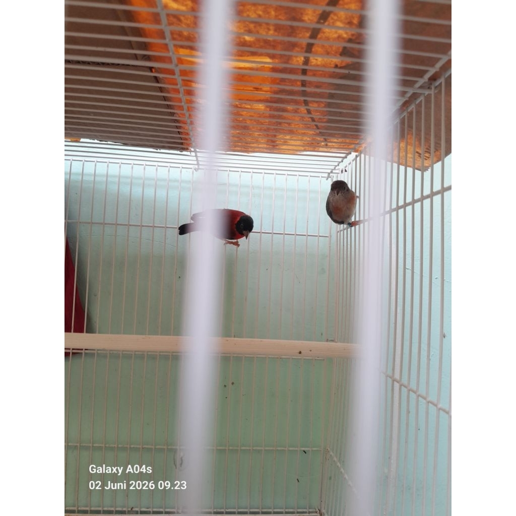 burung redsiskin clasik sepasang