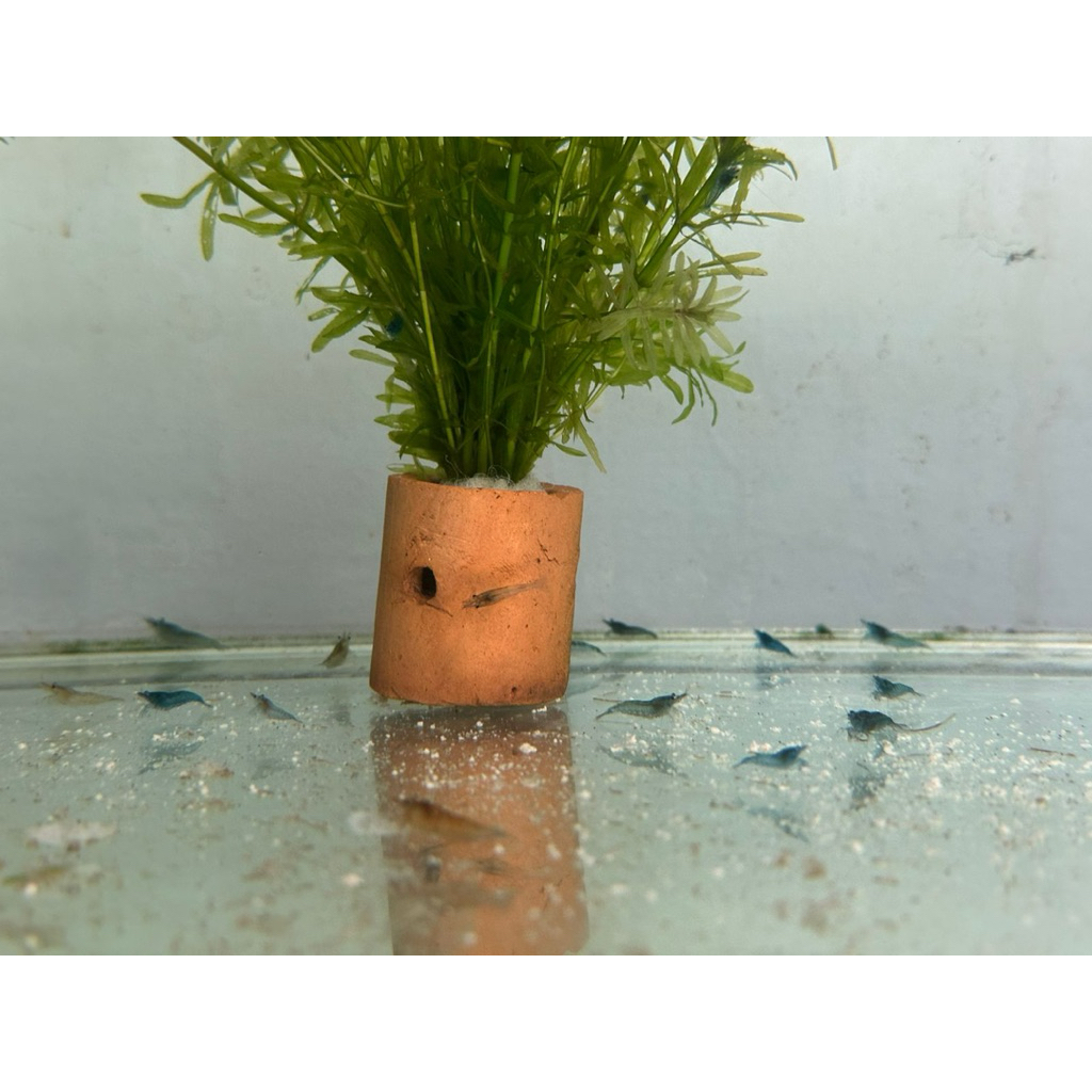 Udang Hias Air Tawar Aquascape (Merah & Biru)
