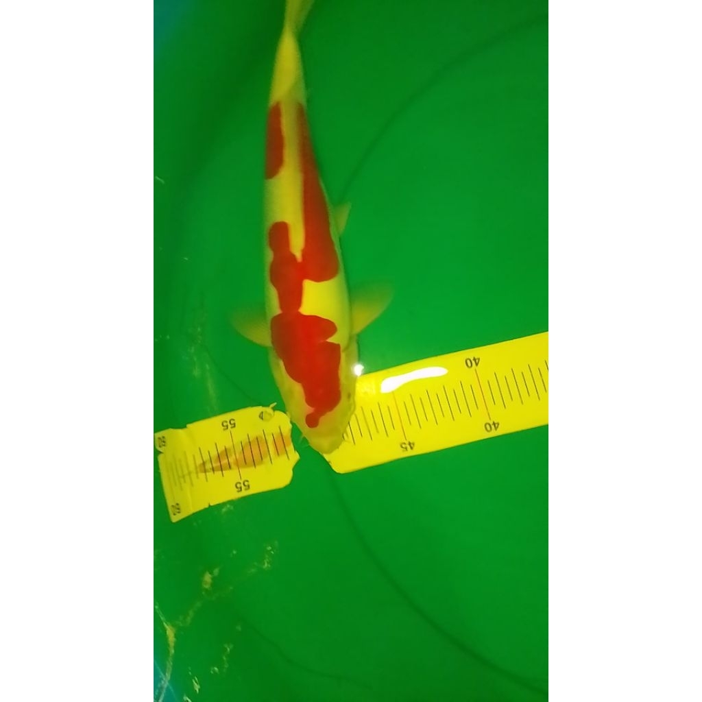 Ikan koi jenis Kohaku Doitsu pola Inazuma Original 33cm
