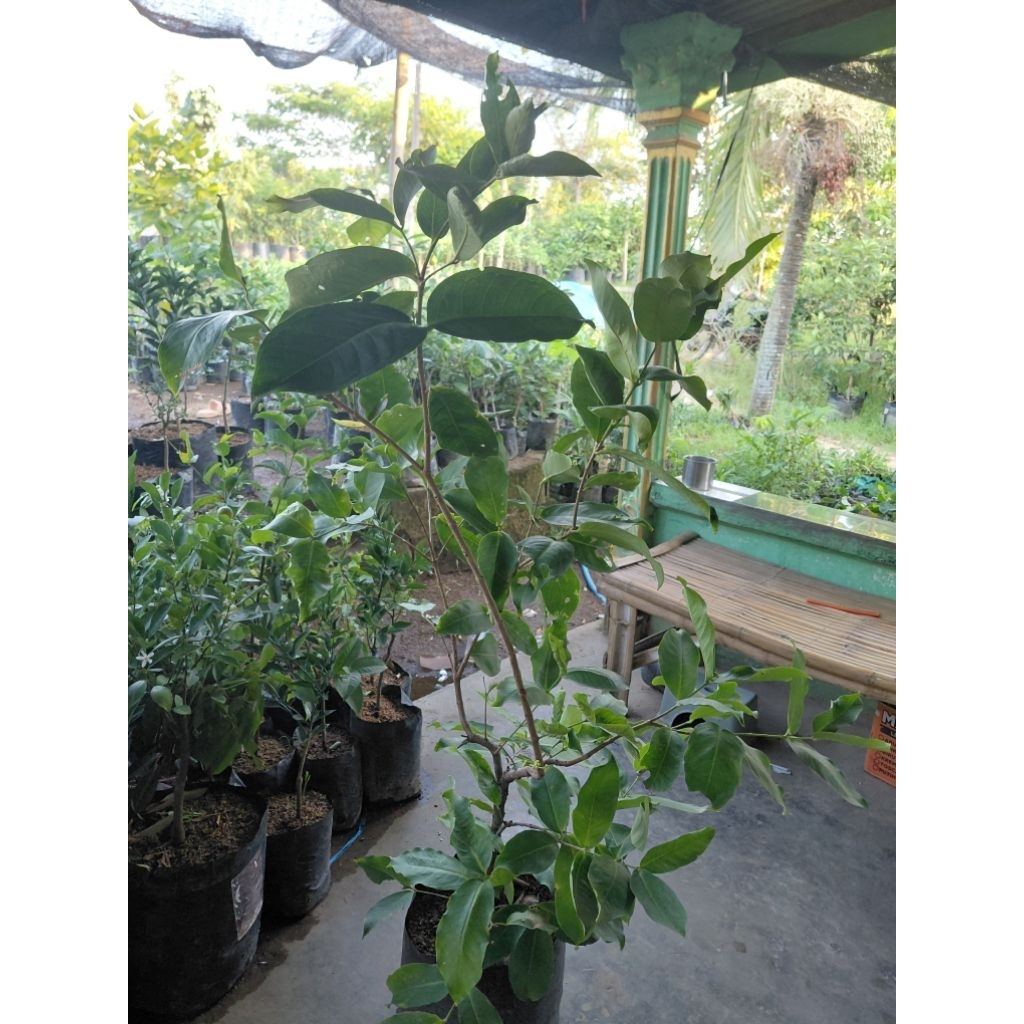 jambu air madura/jambu camplong