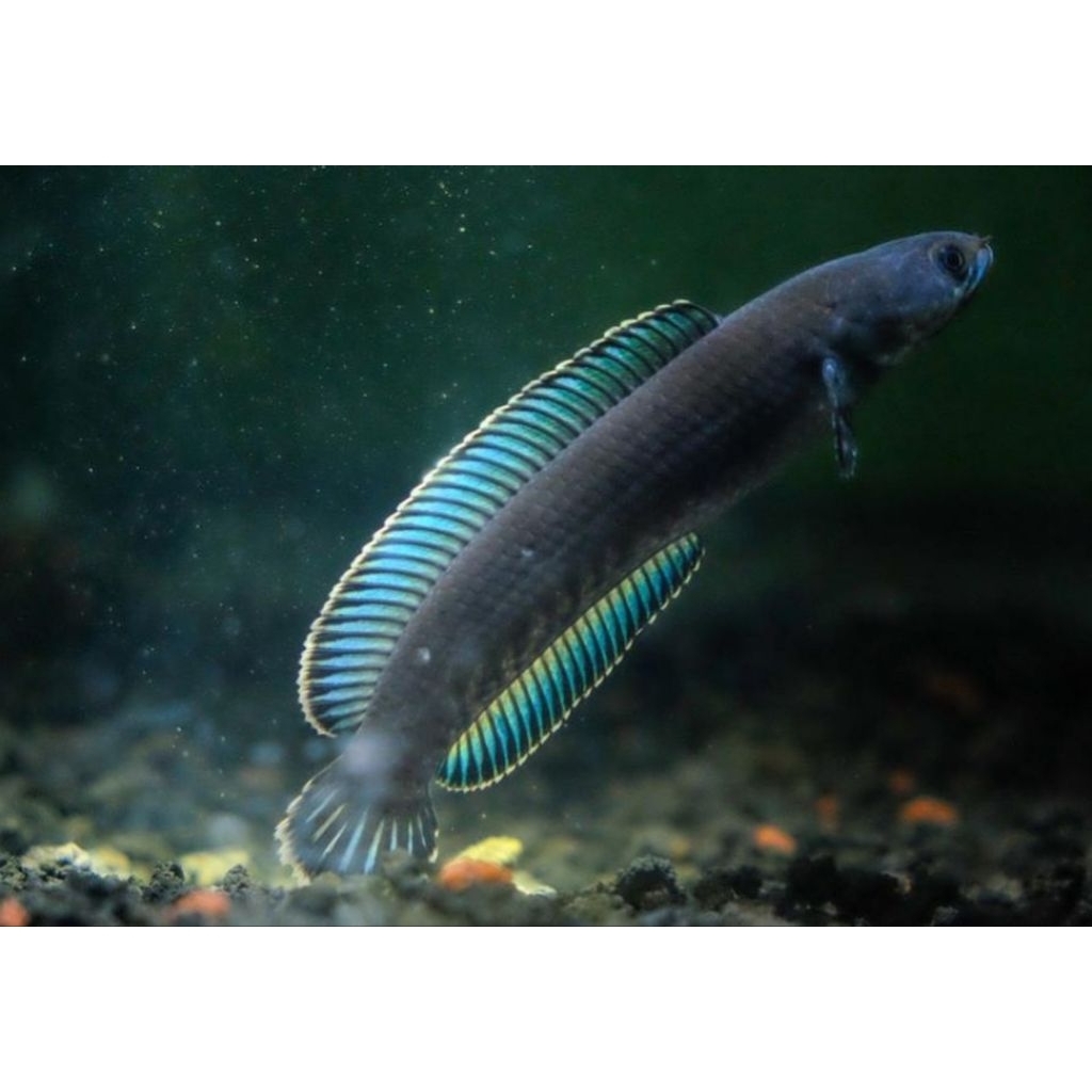 Hiasan Aquarium Chana Andrao Size 4-5Cm Kualitas Terbaik Grade AAA+++