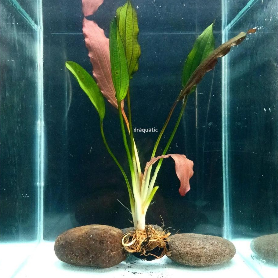 Tanaman Echinodorus Red Special | Ecinodorus red Ekinodorus