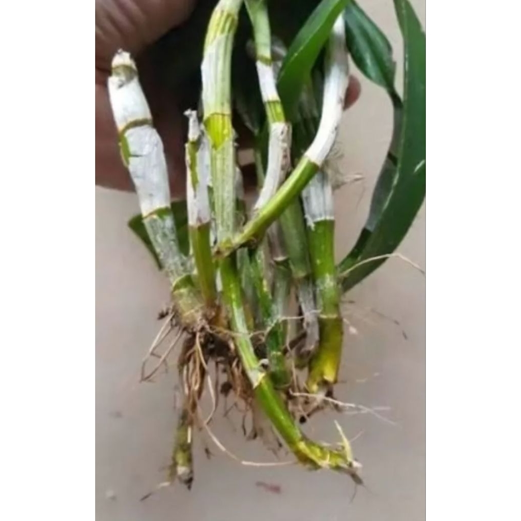Batang anggrek dendrobium - bibit anggrek Dendrobium