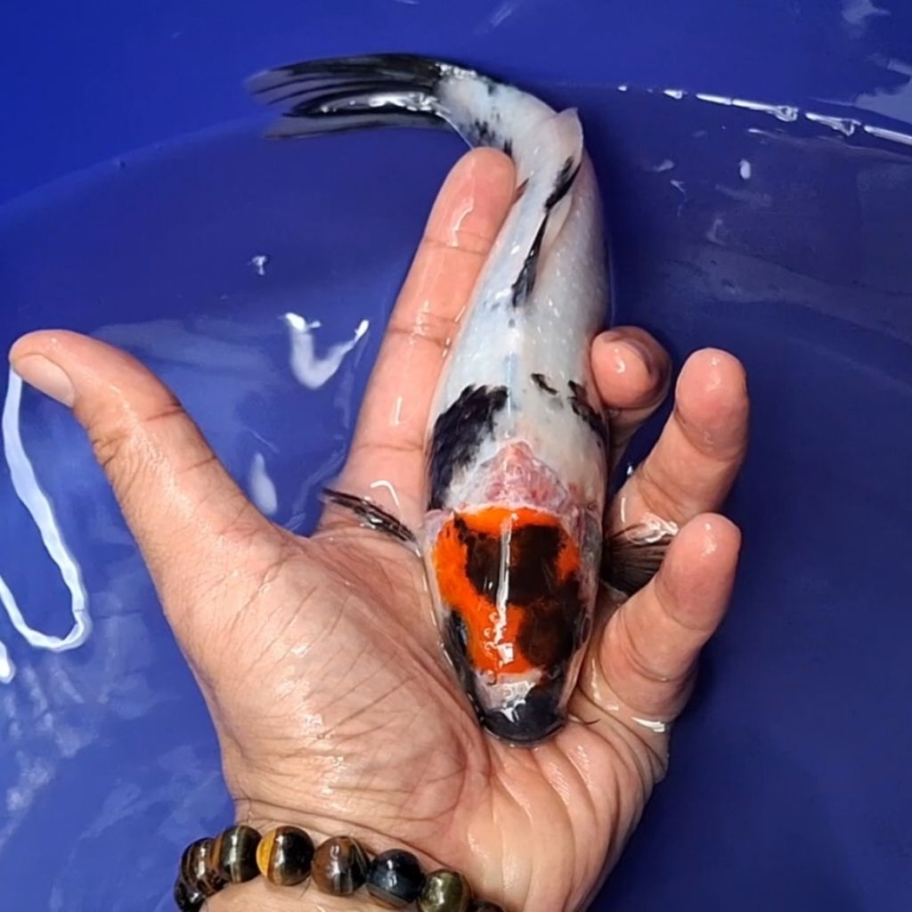 Ikan Koi Blitar Jenis Tancho / Rumah Koi Jakarta / kode 007
