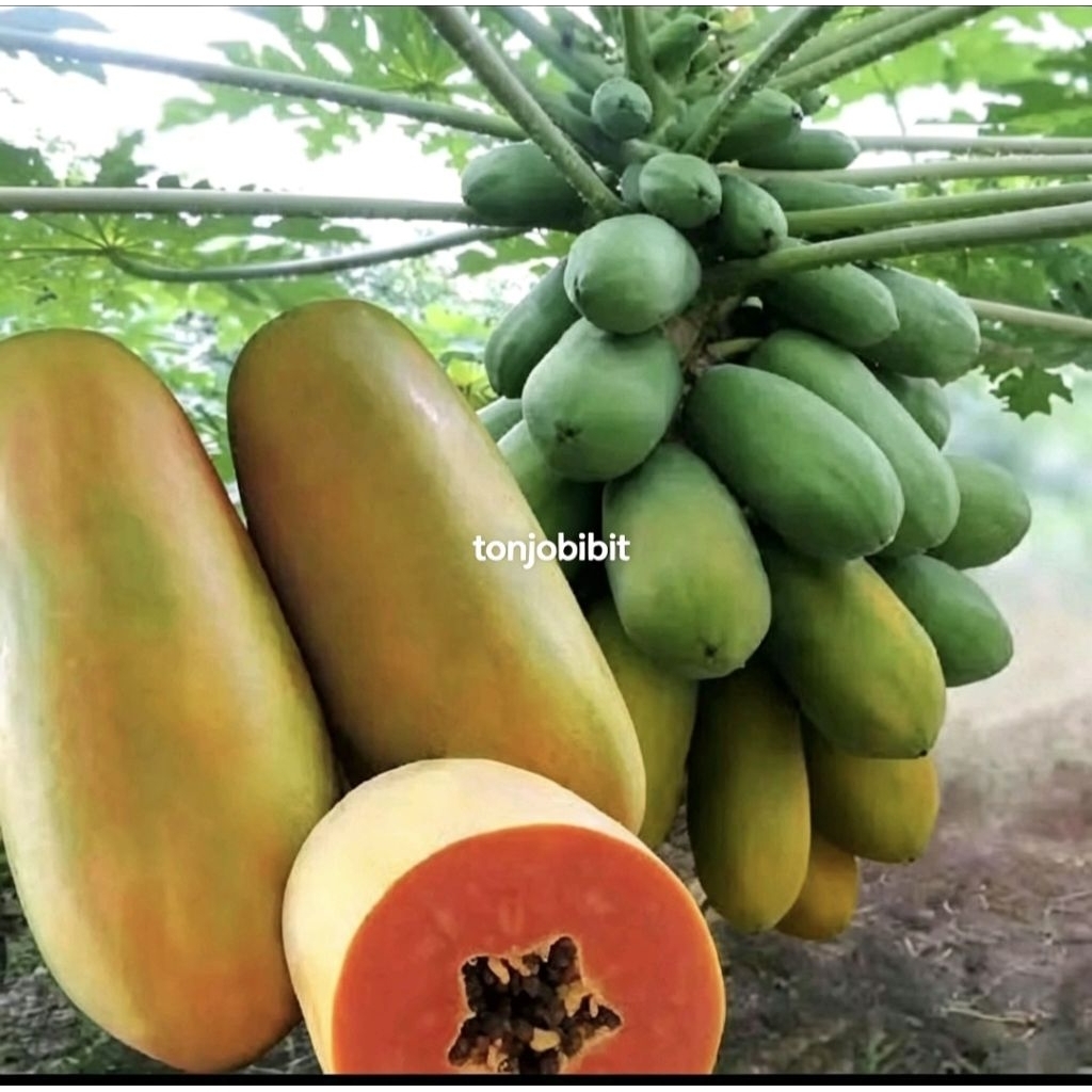 Benih Pepaya California F1 Calina IPB 9 - Bibit Buah Kalifornia Unggul Berkualitas