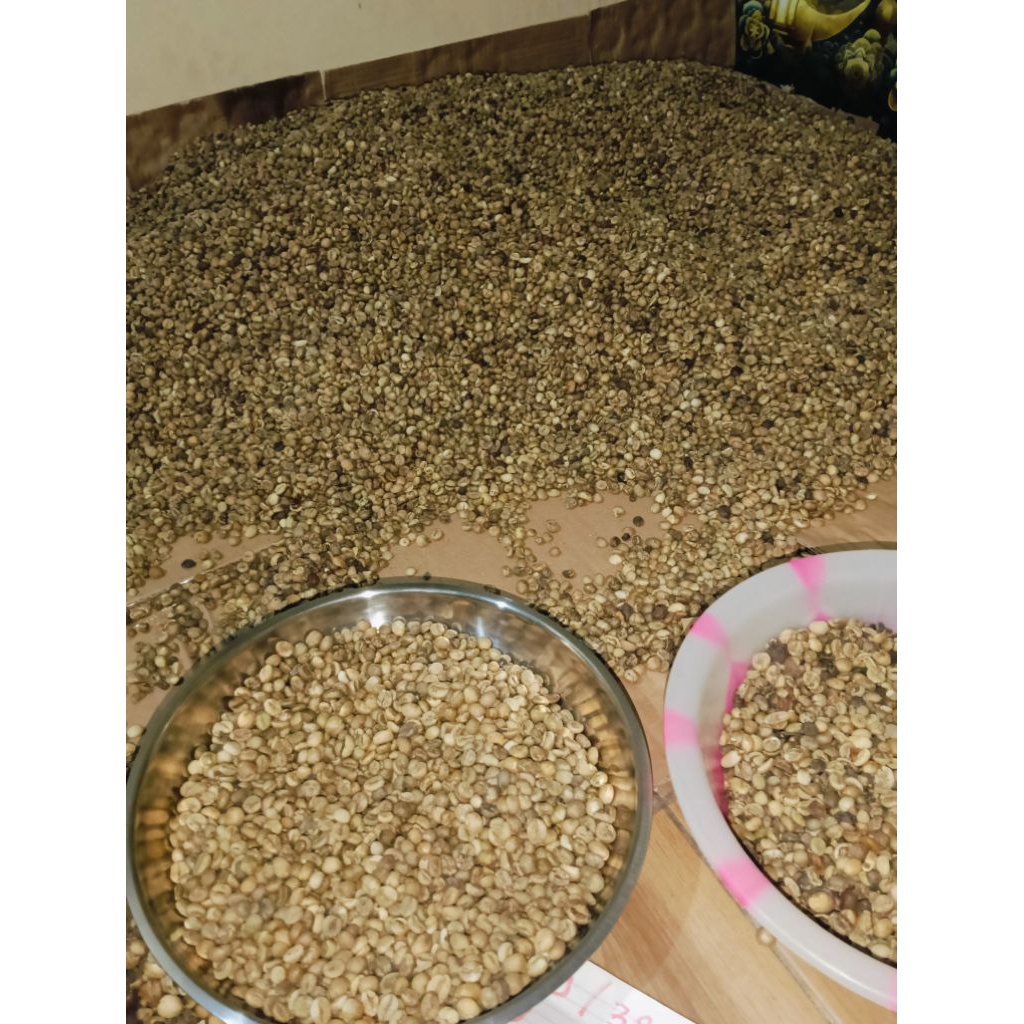 robusta Lampung petik merah green bean