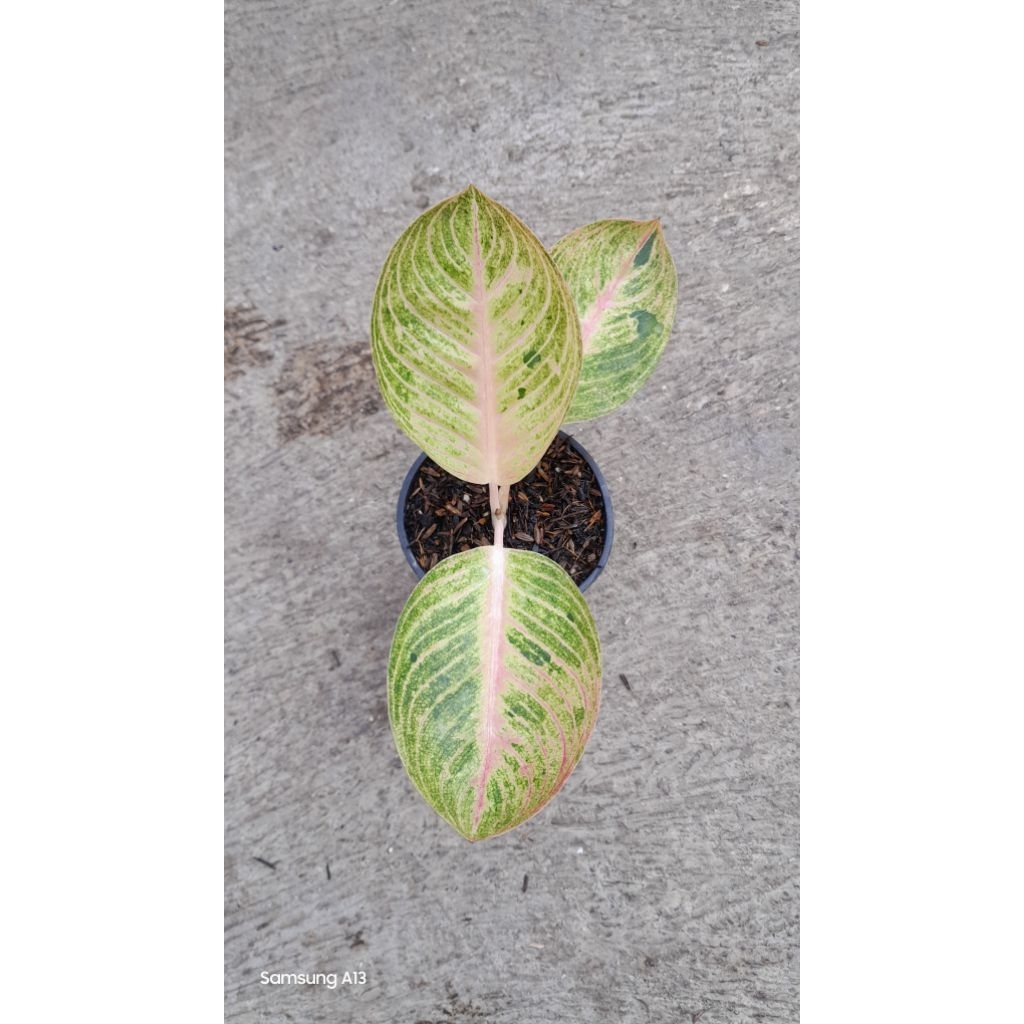 Aglonema GOLIATH (Remaja Daun 3+) (3)