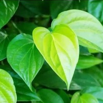 Daun Sirih putih segar Daun Sirih PER lembar daun sirih putih segar