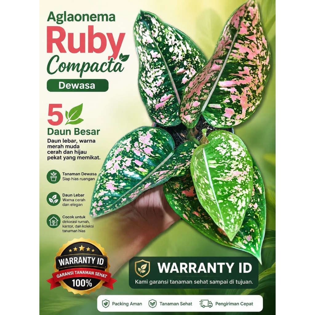 Aglaonema Ruby Compacta | Dewasa | 5 Daun Besar | Warranty  ID Original