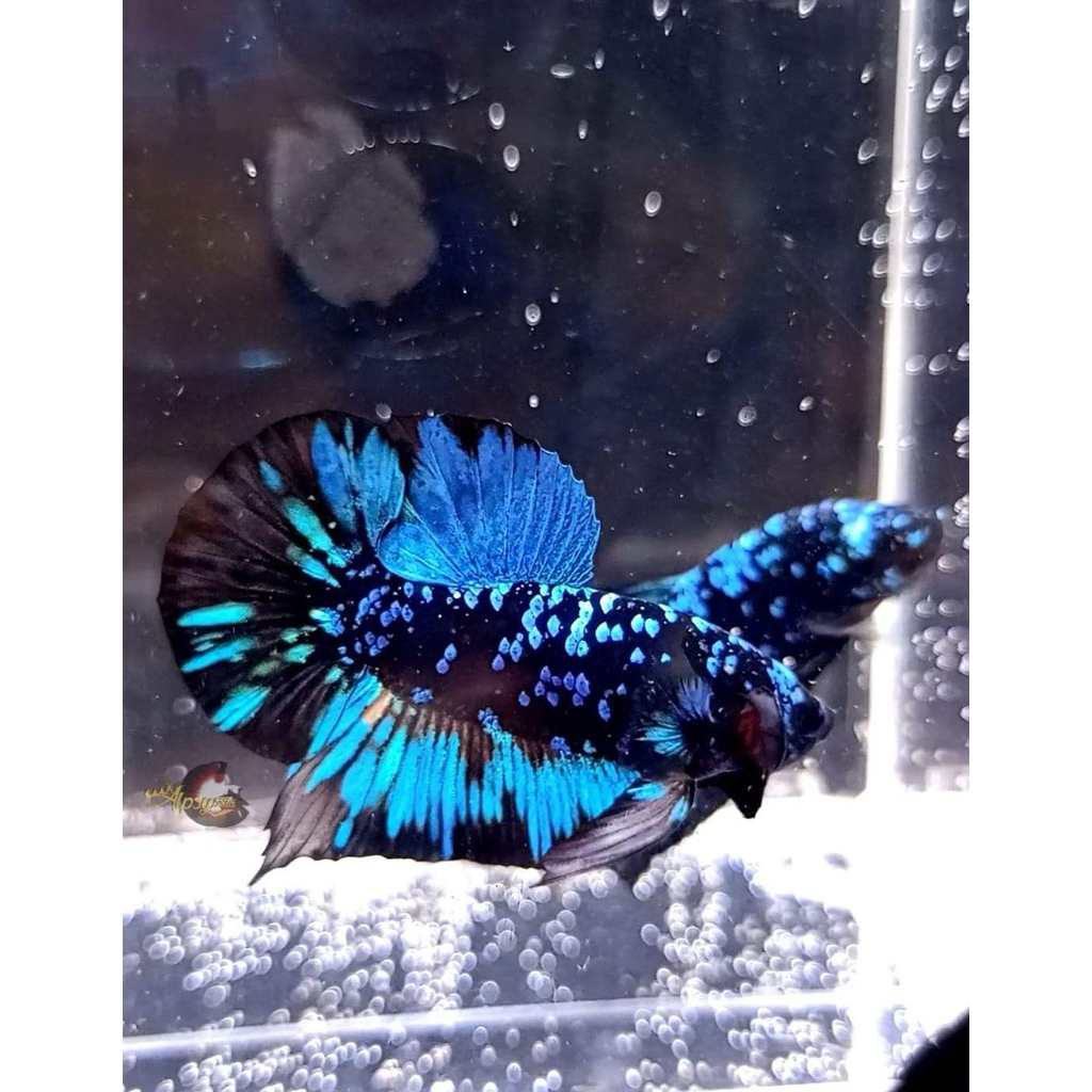 CUPANG AVATAR GORDON TOP GRADE