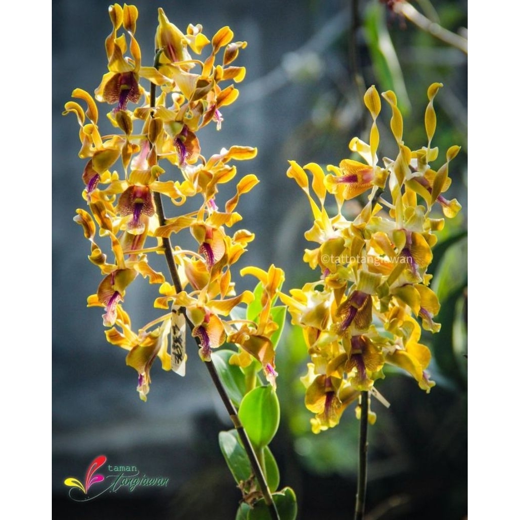 Anggrek Dendrobium Keriting Lasianthera - Anggrek Dendrobium Keriting Dewasa Spike Knop Siap Berbung