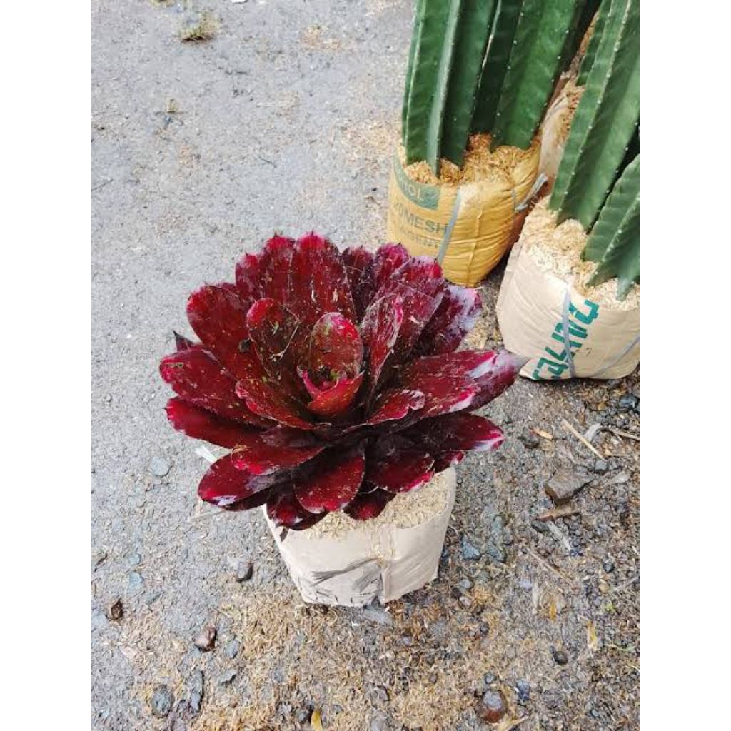 Bromelia Neoregelia (mawar)