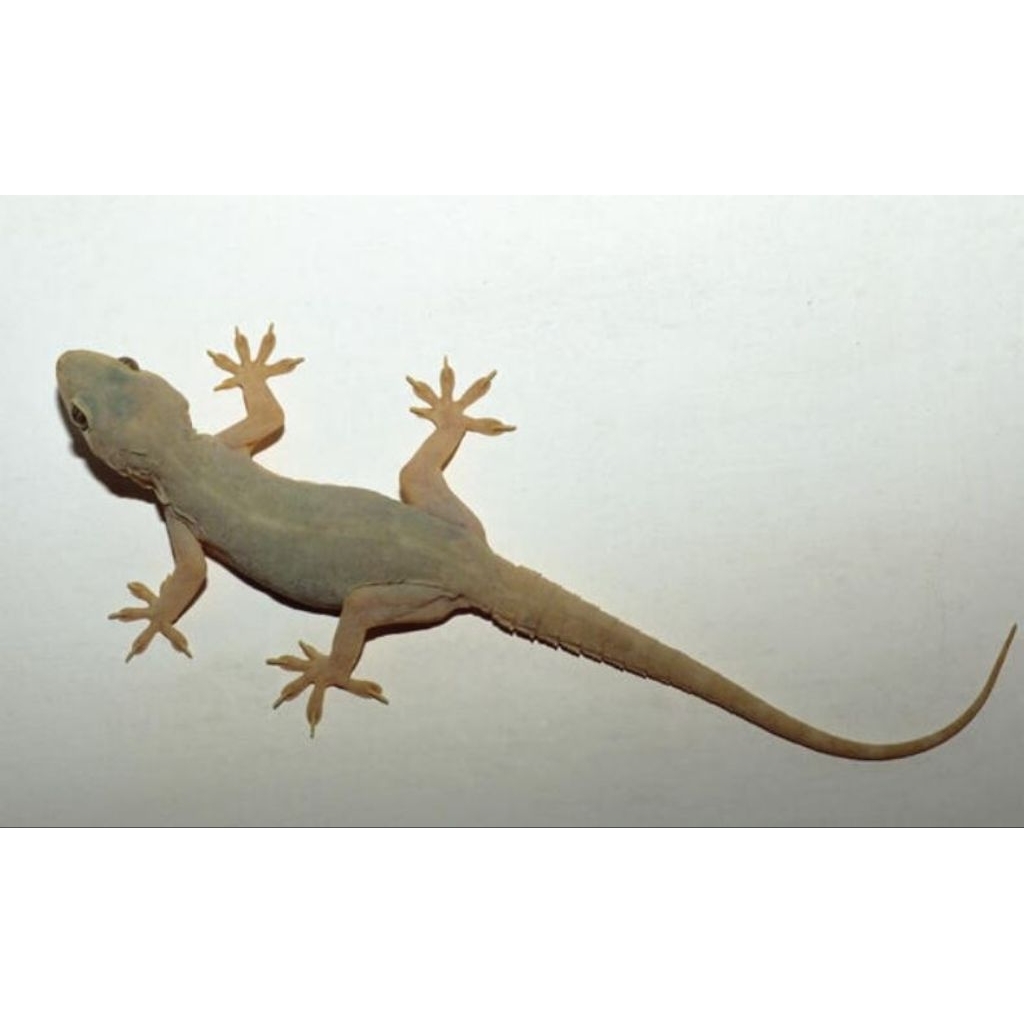 PAKAN REPTIL CICAK HIDUP. PER 5 ekor