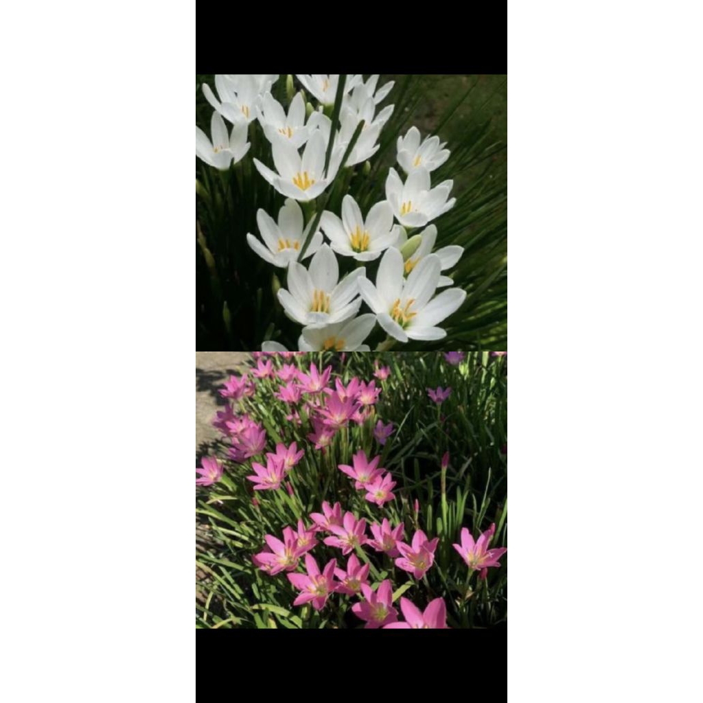 Paket 10 Pohon Lili Kucai Warna Random/ Tanaman Lili Kucai/ Rain Lily/ Rain lili/ Pohon Rain lily/ P