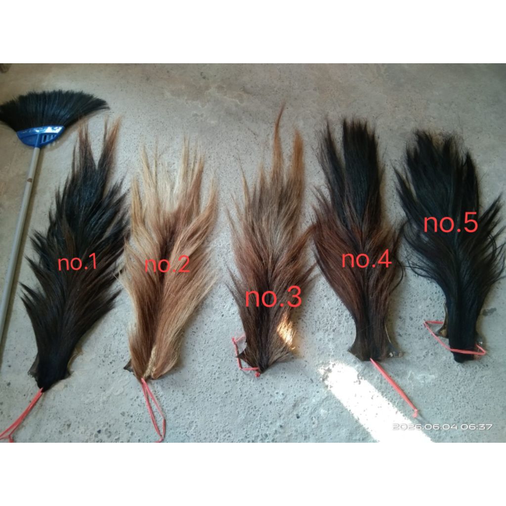 ekor kuda asli ukuran80