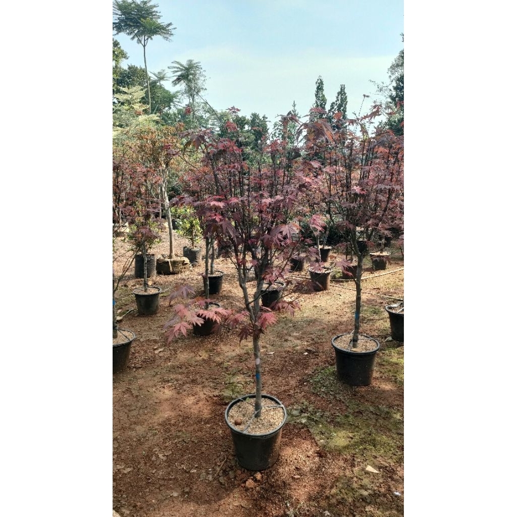 pohon red maple Japanese