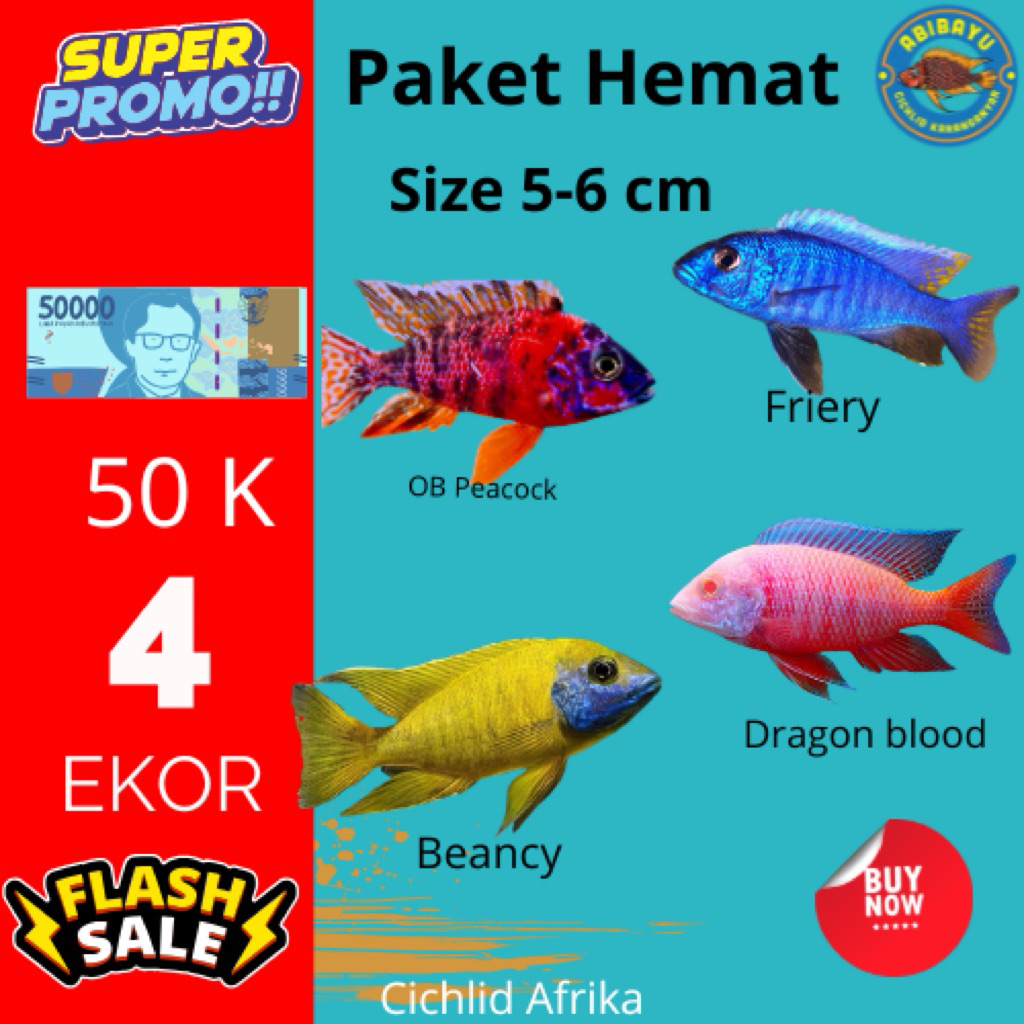 Paket Hemat Cichlid Afrika