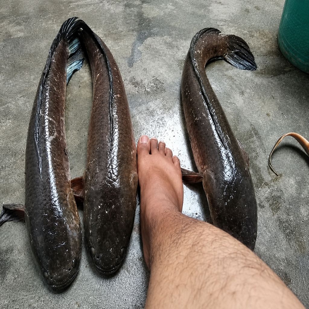 IKAN GABUS JUMBO HIDUP