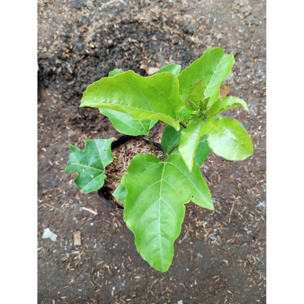 markisa/tanaman buah markisa/bibit pohon markisa
