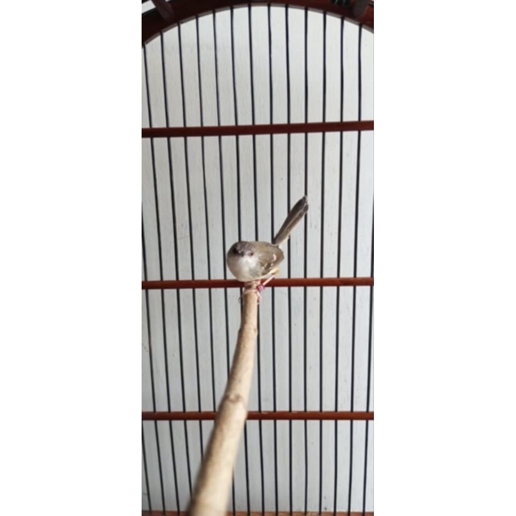 Burung Ciblek semi paud double rings