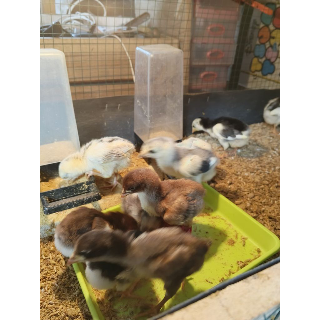 anak ayam Bangkok x pakhoy