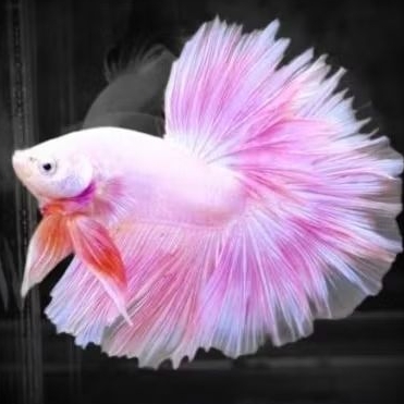 CUPANG HALFMOON FANCY PINK / BETTA PINK