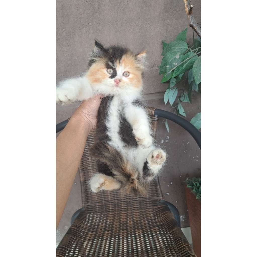 kucing calico superan gemoy