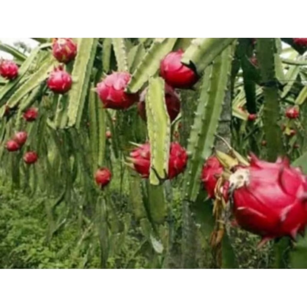 Bibit pohon buah naga merah bibit buah naga