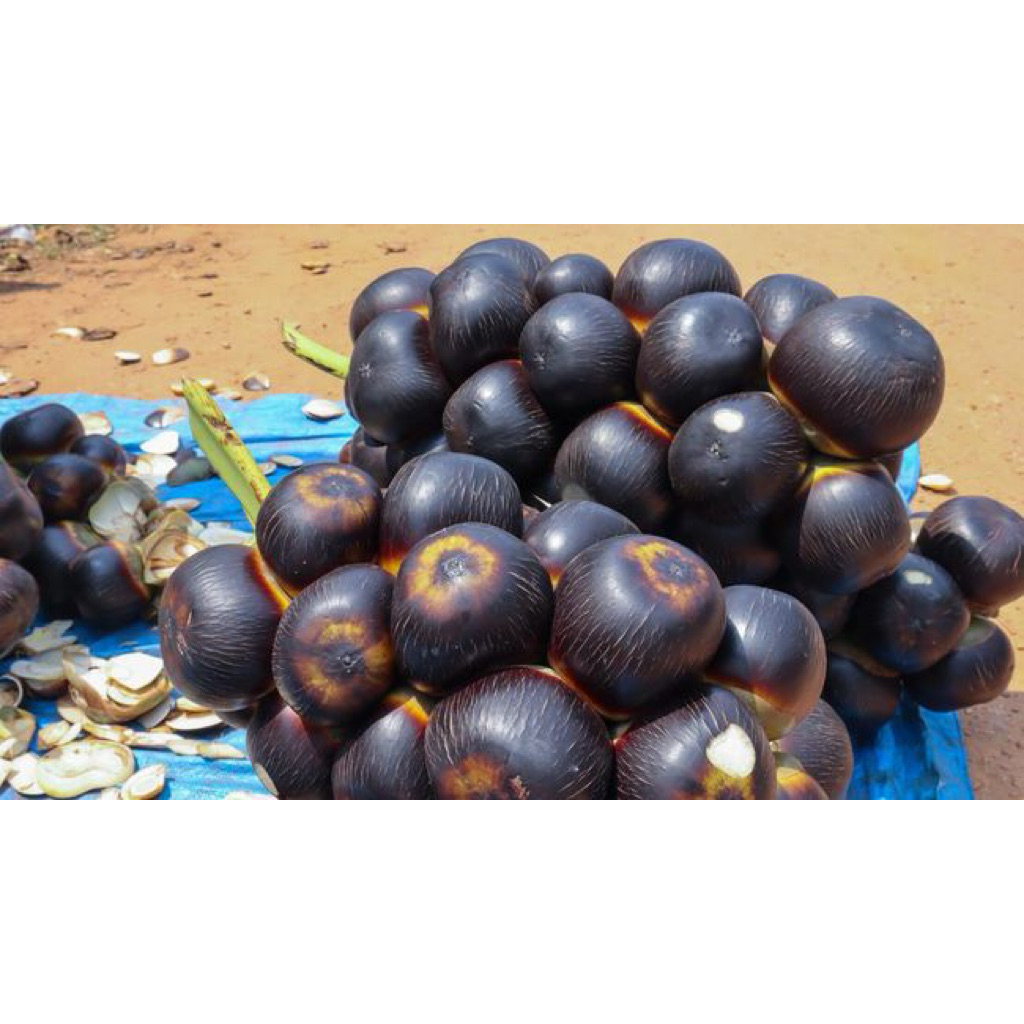 BUAH LONTAR