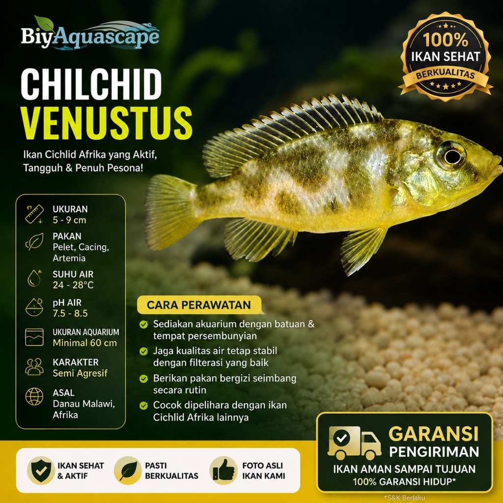 IKAN HIAS CHILCHID VENUSTUS/ IKAN HIAS CICHLID VENUSTUS