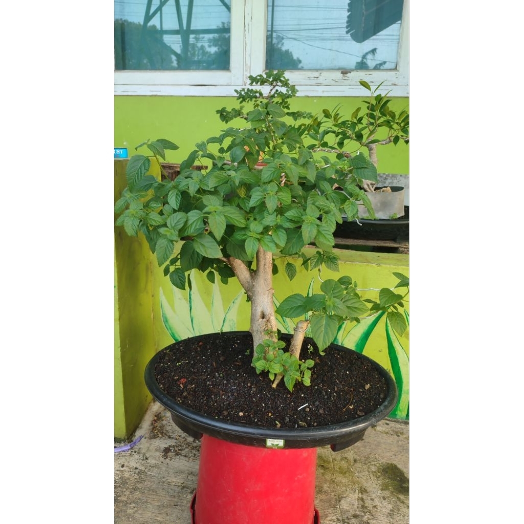 bonsai lantana bunga kuning