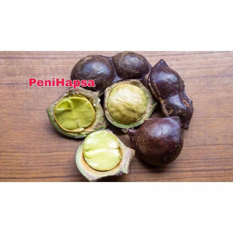 Bibit Jengkol Hasil Okulasi Berkualitas