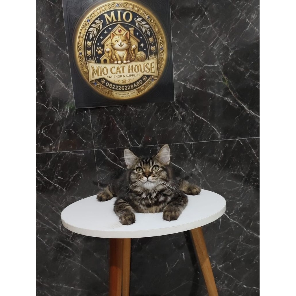 kucing mainecoon longhair