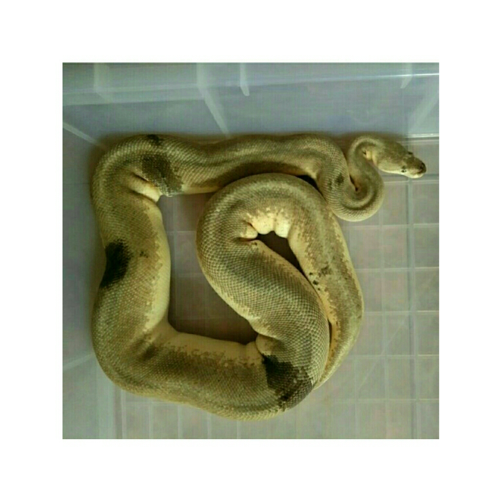 Ball Python Female Lemon Blast Adult