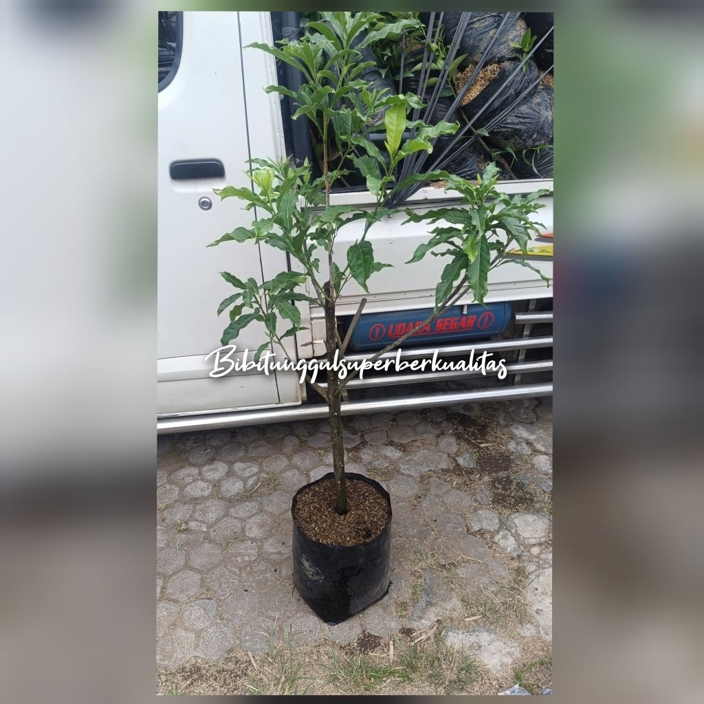 bibit sawo abiu  _sawo Australia hasil cangkok