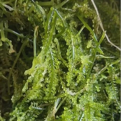 Lawi lawi green caviar anggur laut sulawesi laikang